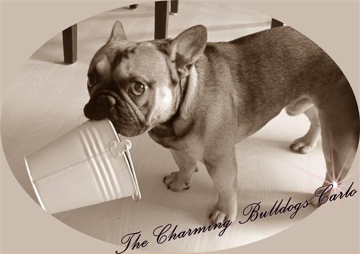 Fransk bulldog Carlo The CharmingBulldog - ".....Det var Albert der tømte den for jord og blomster......jeg ville bare vise jer den var tom...." billede 4