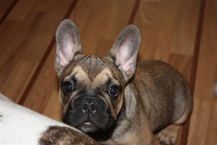 Fransk bulldog Carlo The CharmingBulldog - "Hej, heej" billede 6