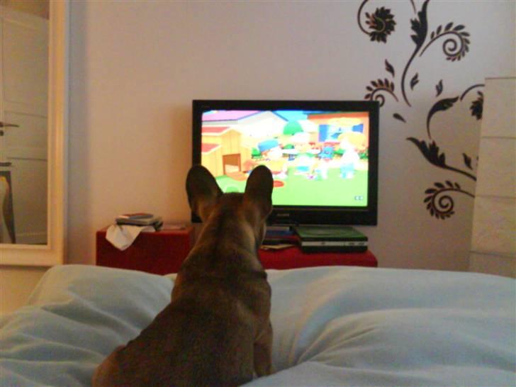 Fransk bulldog Carlo The CharmingBulldog - Shhhh!! Jeg ser tv!! billede 7