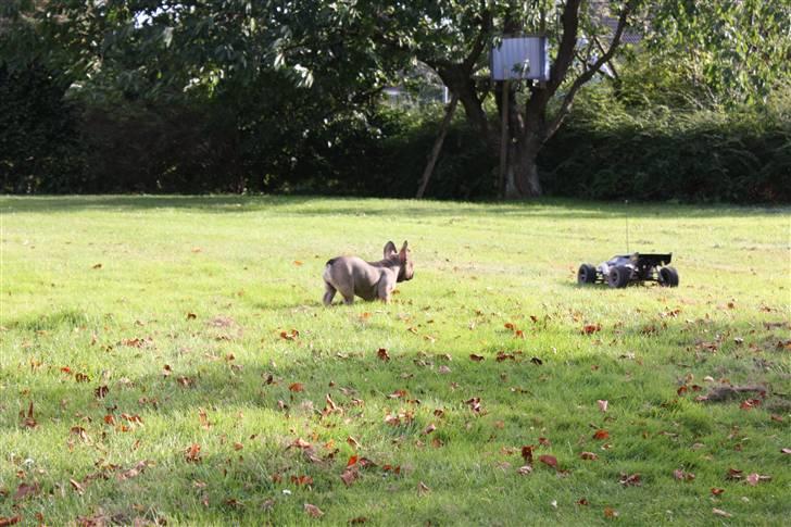 Fransk bulldog Carlo The CharmingBulldog - Pas På! Det er en faarlig bil! ;) billede 8