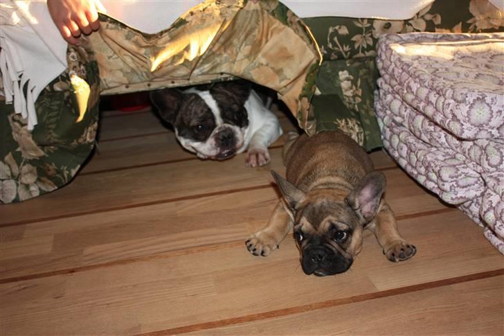 Fransk bulldog Carlo The CharmingBulldog - Jamen, jeg vil også gerne lege......lige om lidt  billede 9