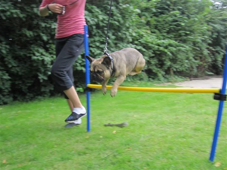 Fransk bulldog Carlo The CharmingBulldog - Hold kæft hvor er jeg god man!! Giv mig lige en 1.plads her ! billede 10