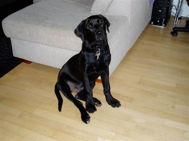 Blanding af racer Ecko broweiler R.I.P - Ecko 16 uger billede 9