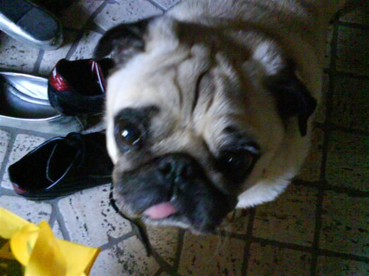 Mops Bonzo billede 2