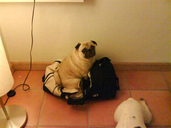 Mops Bonzo billede 3