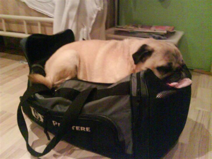 Mops Bonzo billede 4