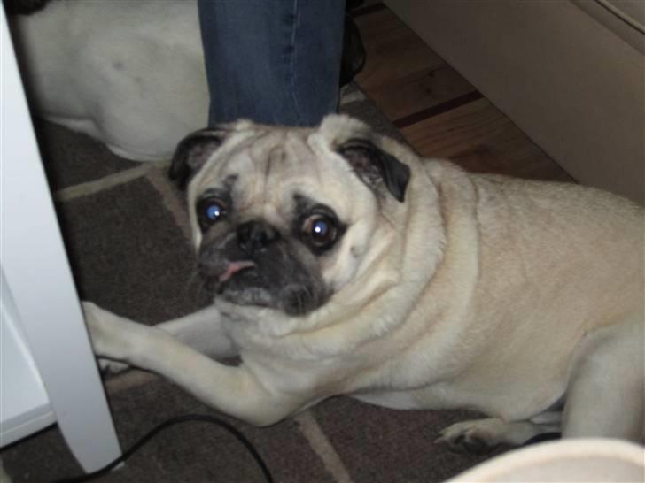 Mops Bonzo billede 5