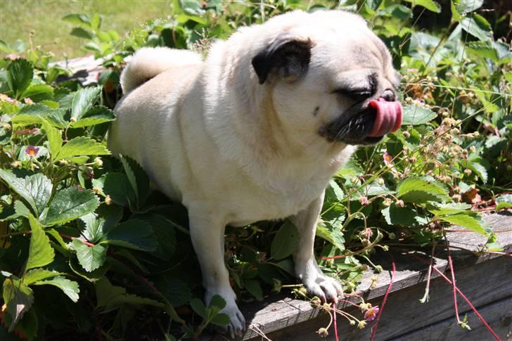 Mops Bonzo billede 6