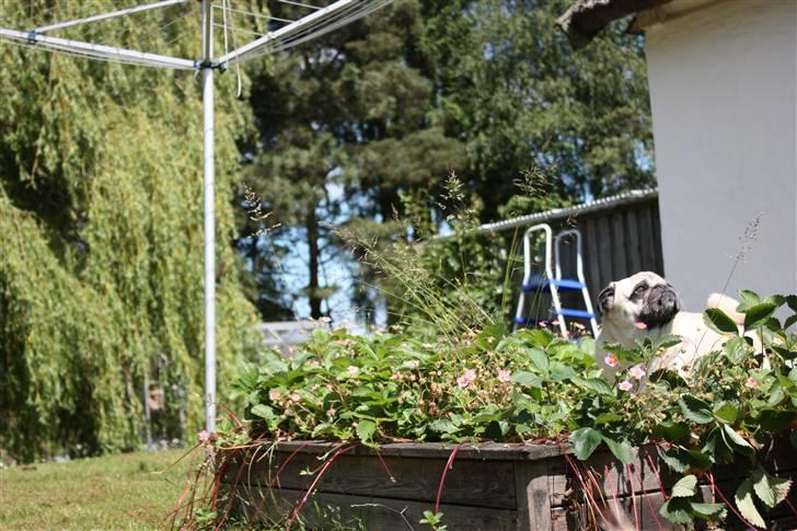 Mops Bonzo billede 7