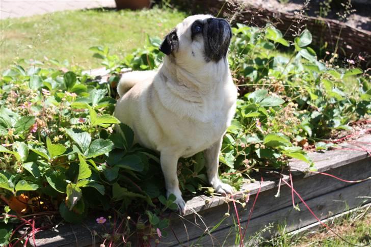 Mops Bonzo billede 8