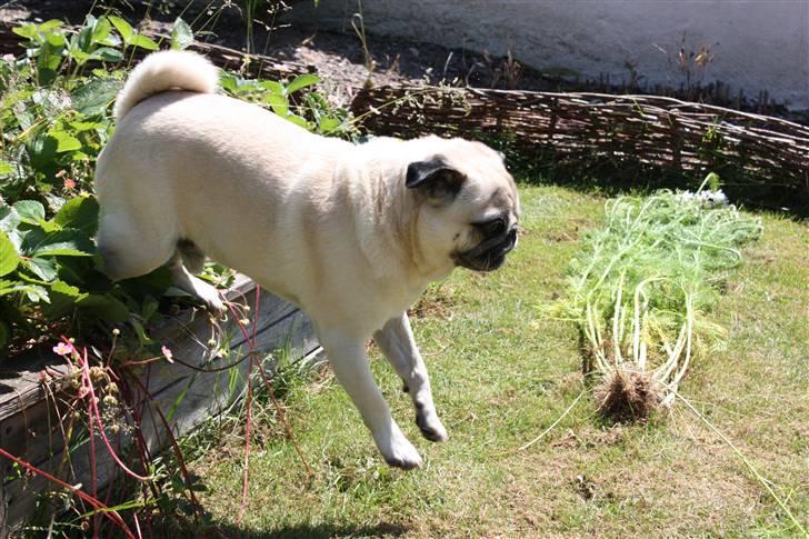 Mops Bonzo - Velkommen :) Jeg hedder Bonzo og dette er min profil :)

Læs den gerne og hav lidt medfølelse, fordi jeg er ikke så køn som andre mopsere billede 1