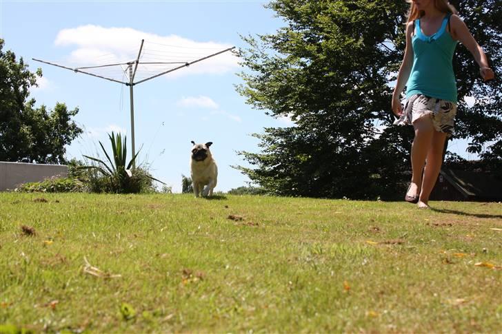 Mops Bonzo billede 9