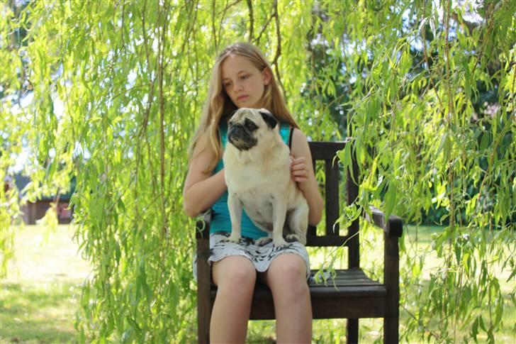 Mops Bonzo - Selvom jeg ikke er særlig køn, er jeg da køn nok til at være model i baghaven :) billede 10