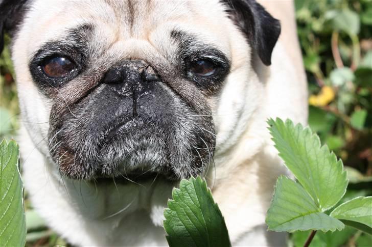 Mops Bonzo - Hey you ;) billede 11