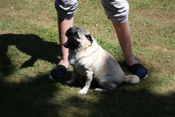 Mops Bonzo billede 12