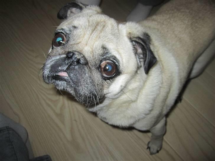 Mops Bonzo billede 13