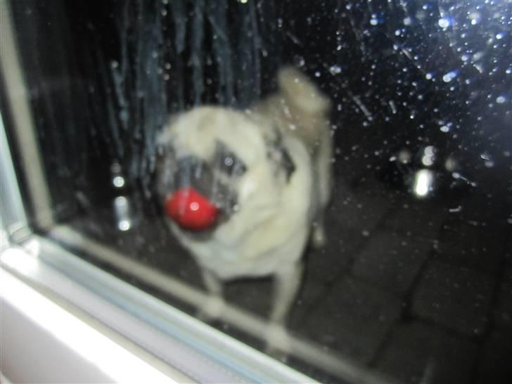 Mops Bonzo - Haha, så har man da lige et æble i munden..Man Bonzo, du kommer ikke ind med det :D billede 14