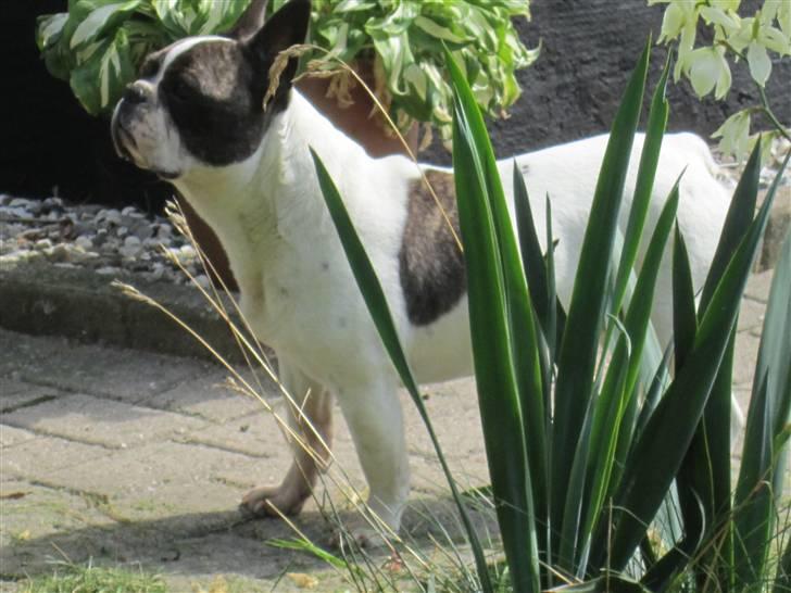 Fransk bulldog Walter R.I.P billede 1