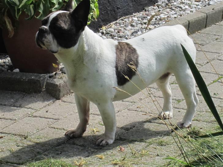 Fransk bulldog Walter R.I.P billede 2