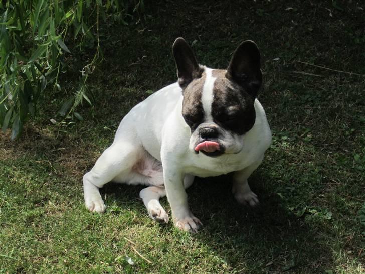 Fransk bulldog Walter R.I.P billede 3
