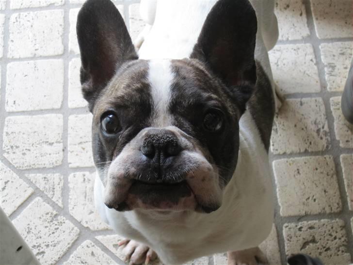 Fransk bulldog Walter R.I.P - Ej walter sæt din læbe ordenligt :D billede 4