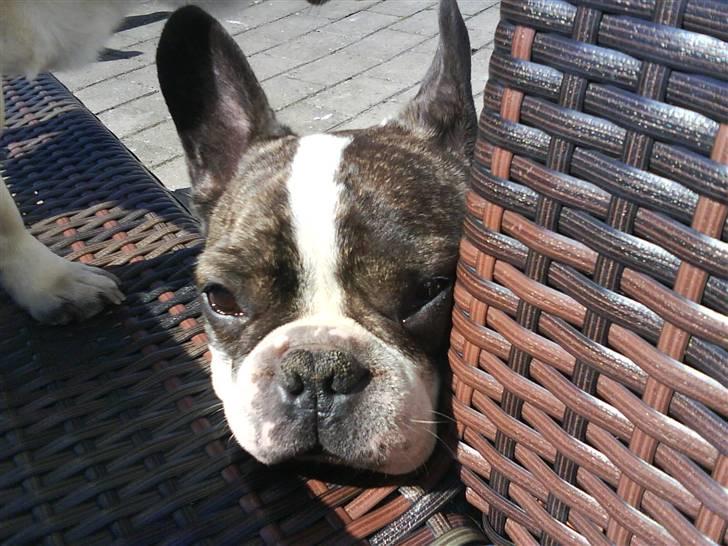 Fransk bulldog Walter R.I.P billede 5