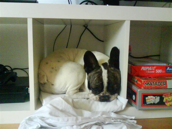 Fransk bulldog Walter R.I.P billede 6