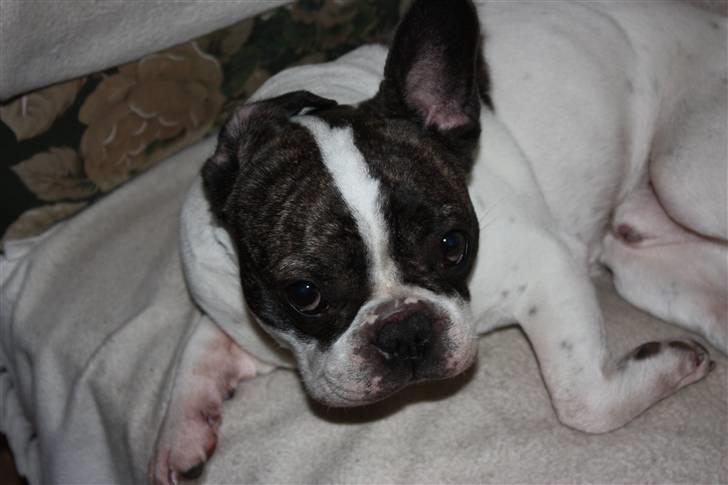 Fransk bulldog Walter R.I.P billede 7