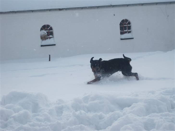 Rottweiler Goofy  [SOLGT!] billede 14