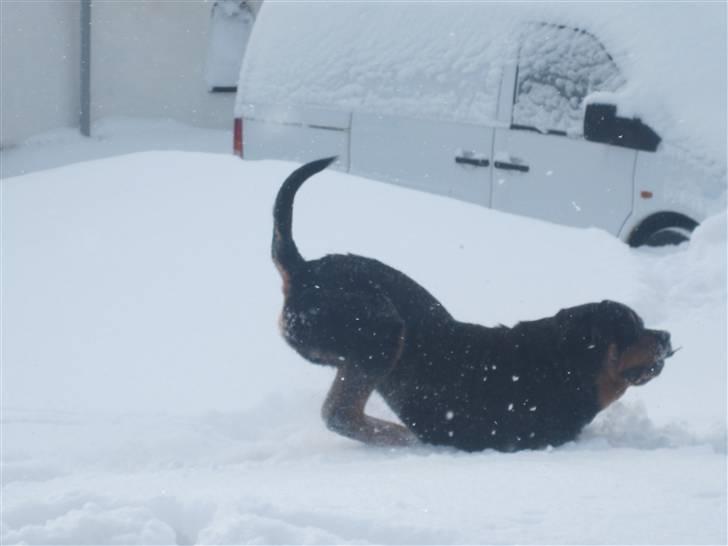 Rottweiler Goofy  [SOLGT!] - Her kommer jeg!!!:D billede 15