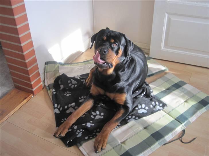 Rottweiler Goofy  [SOLGT!] billede 16