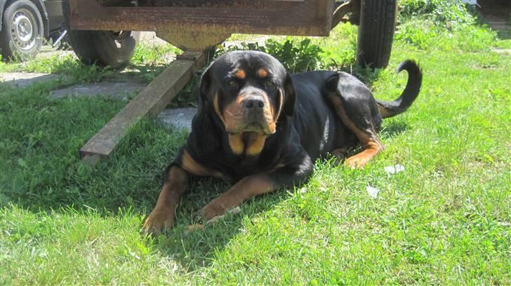 Rottweiler Goofy  [SOLGT!] - Dejligt med skygge:) billede 17