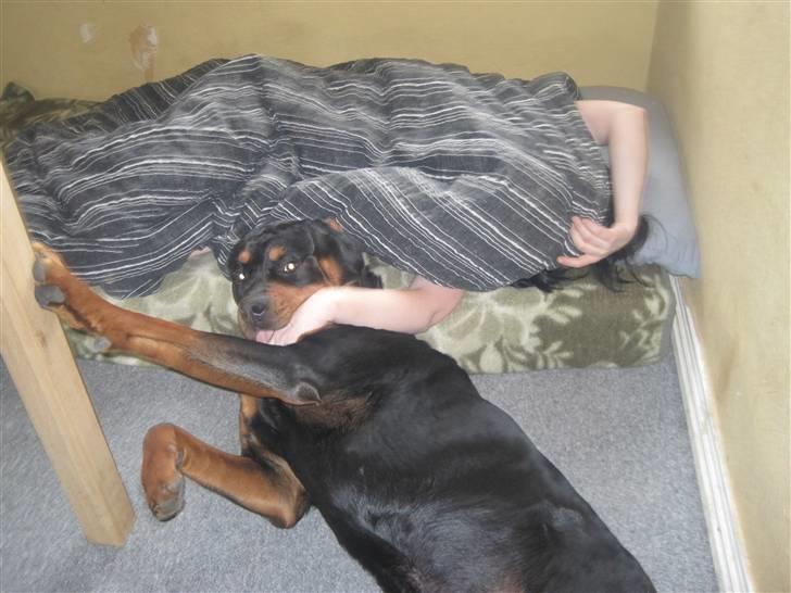 Rottweiler Goofy  [SOLGT!] billede 18