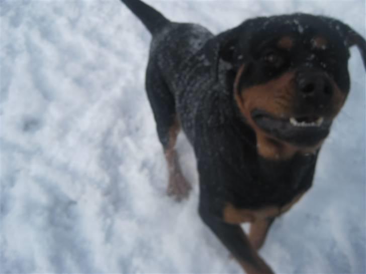 Rottweiler Chicco [SOLGT!:'(] billede 13