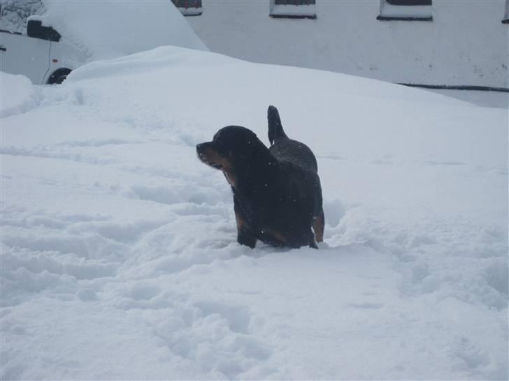 Rottweiler Chicco [SOLGT!:'(] billede 14