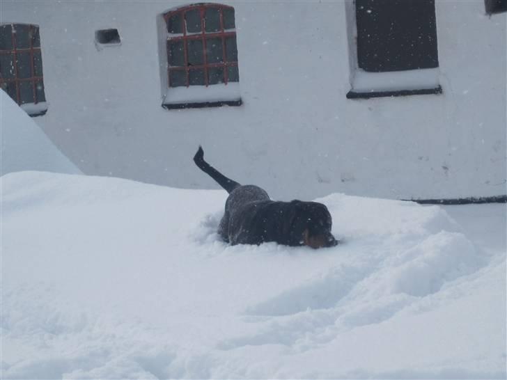 Rottweiler Chicco [SOLGT!:'(] billede 16