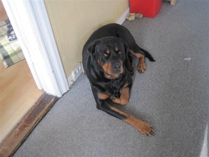 Rottweiler Chicco [SOLGT!:'(] billede 17