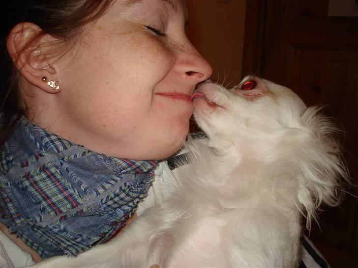 Chihuahua Adonis - Mysse kysser til moar... billede 1