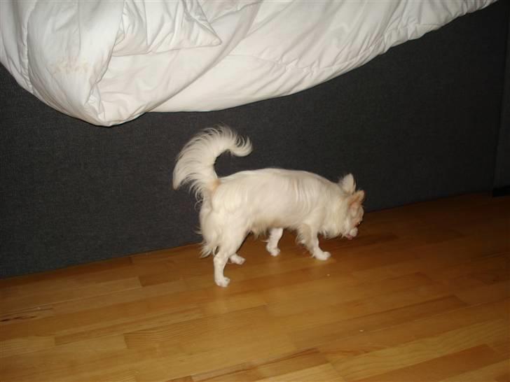 Chihuahua Adonis billede 2