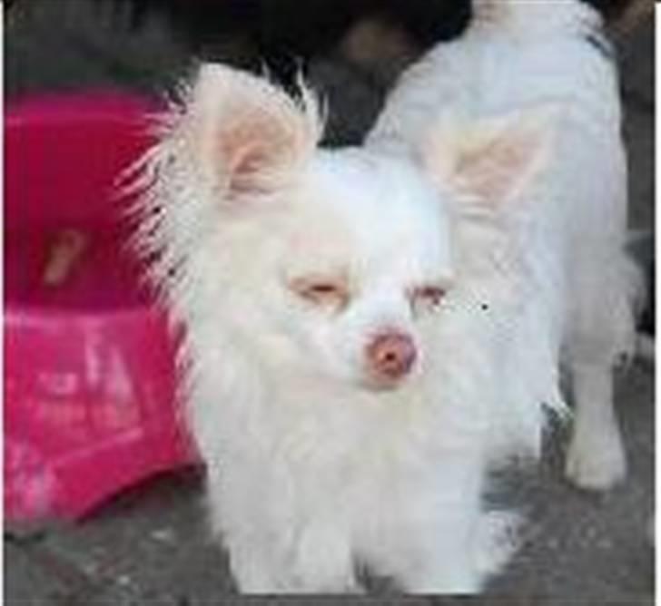 Chihuahua Adonis billede 3