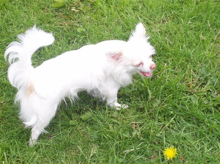 Chihuahua Adonis billede 4