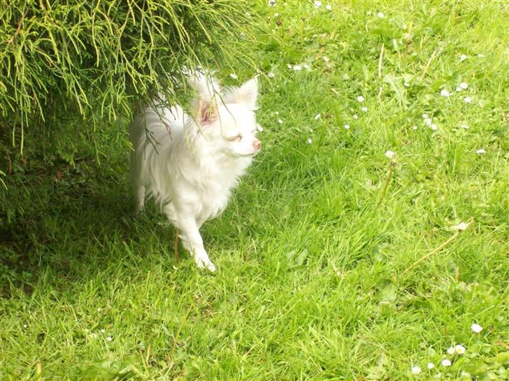 Chihuahua Adonis billede 5