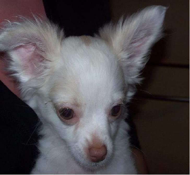 Chihuahua Adonis billede 6
