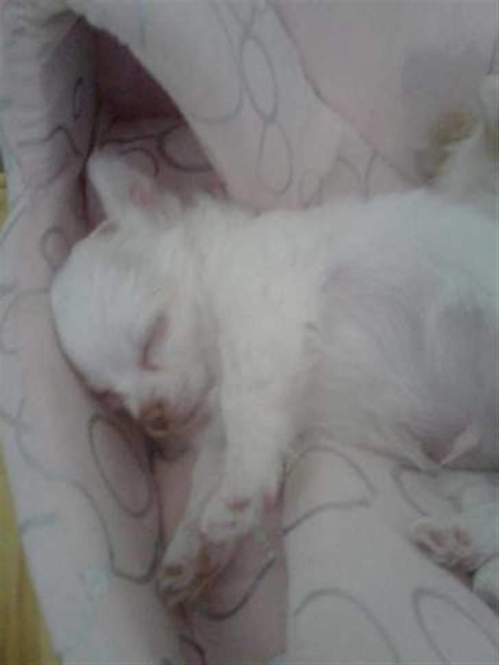 Chihuahua Adonis billede 7