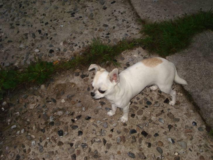 Chihuahua Scarlett billede 6