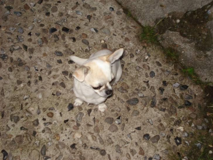 Chihuahua Scarlett billede 7