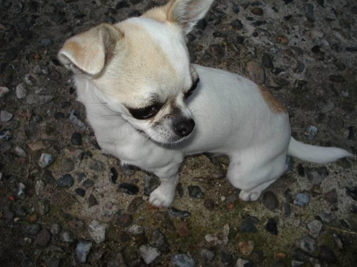 Chihuahua Scarlett billede 8