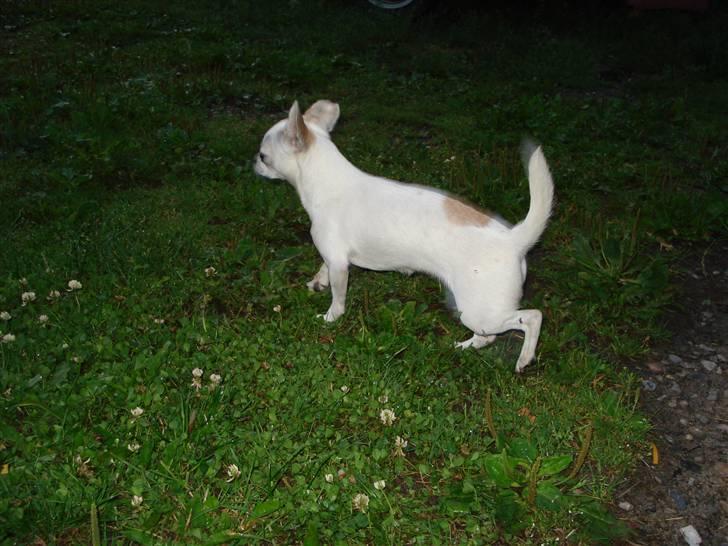 Chihuahua Scarlett - Skal lige spjætte fars græsplæne op efter jeg har tisset :) billede 9