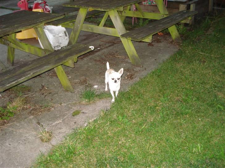 Chihuahua Scarlett billede 10