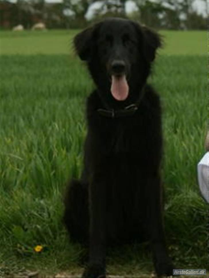 Blanding af racer BASSE - Aflivet d. 19 - 5 - 2009 * Rest in Peace* - JEG ELSKER DIG BASSE!!! (´: billede 1